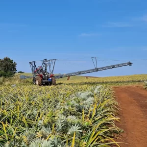 PINEAPPLE HARVESTER